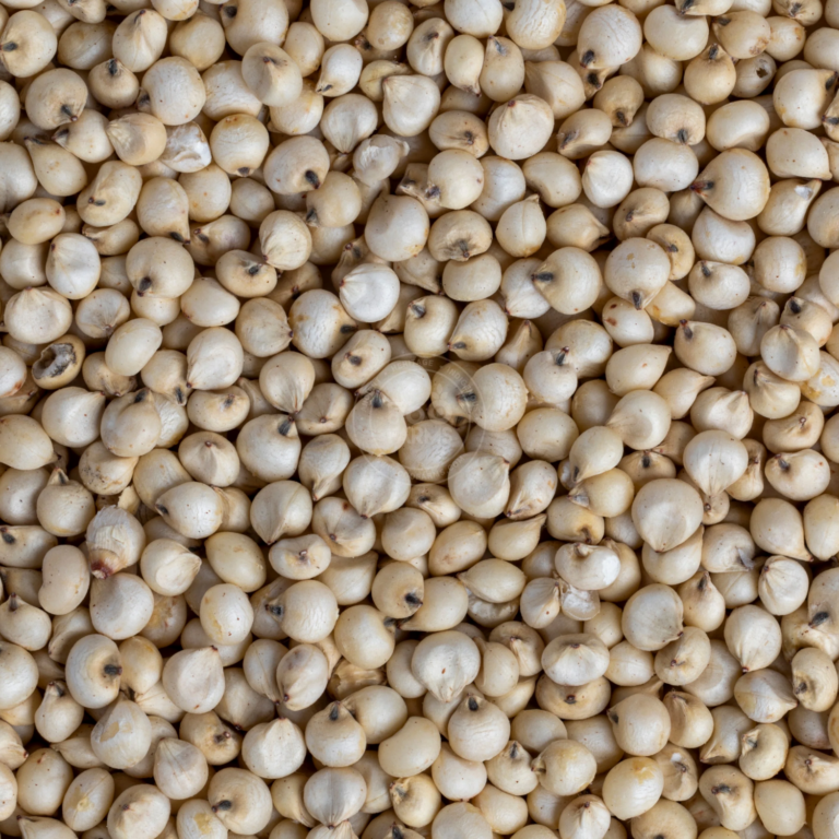 Sorghum supplier and exporter of india