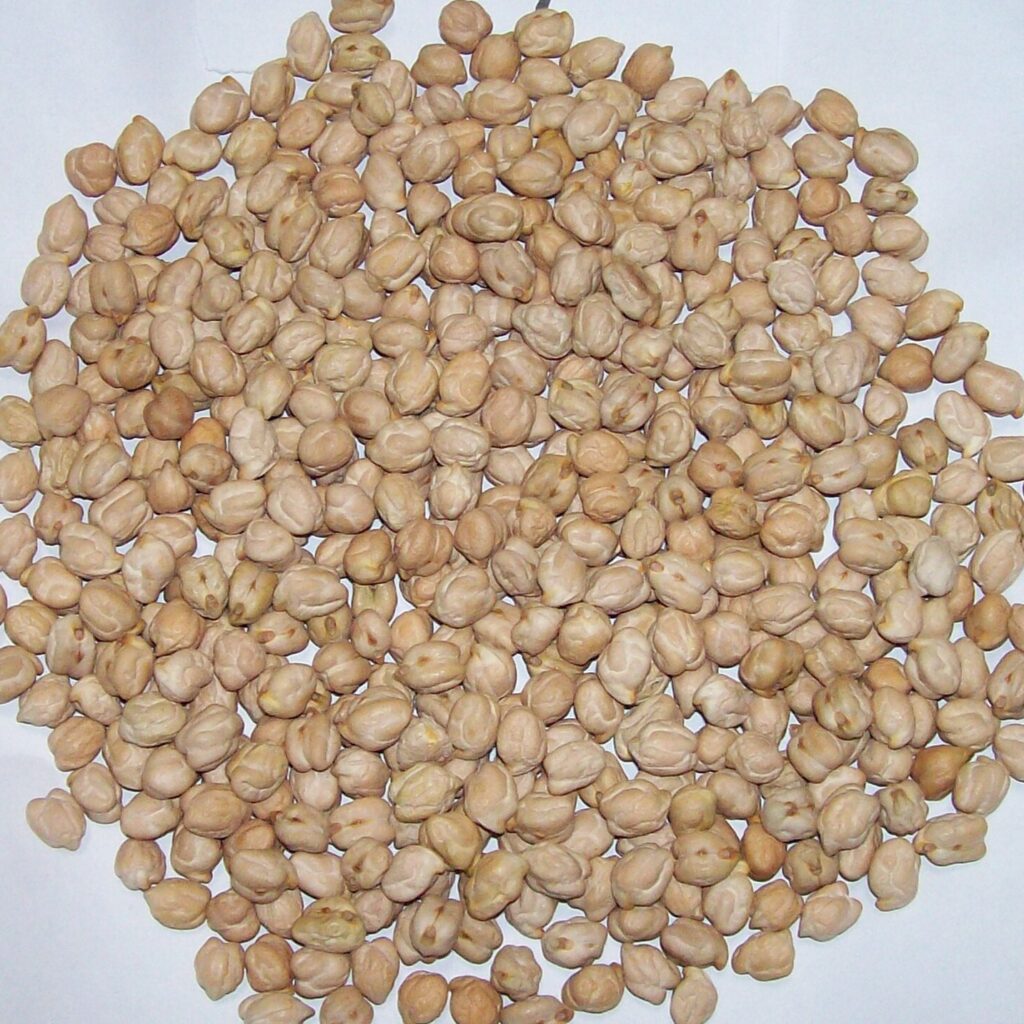 Chickpea